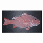 DOG TOOTH SNAPPER
