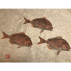GYOTAKU TAI SNAPPER